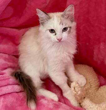 Frosted Flake -  Domestic Long Hair Cat for Adoption in Calimesa, California - Frosted Flake | PetCurious