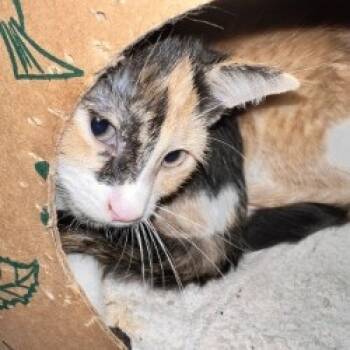 Rescue Domestic Short Hair Cats for Adoption in Pittsburgh, Pennsylvania - Almond Joy | PetCurious