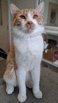 Domestic Short Hair Cats Available for Adoption in Fremont, Ohio - Toby | PetCurious
