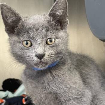 Toast -  Domestic Short Hair Cat for Adoption in Chicago, Illinois - Toast | PetCurious