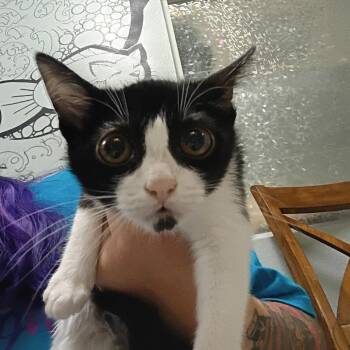 Zombie -  Domestic Short Hair Cat for Adoption in Titusville, Florida - Zombie | PetCurious