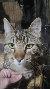 Domestic Short Hair Cats Available for Adoption in Battle Ground, Washington - Jasper | PetCurious