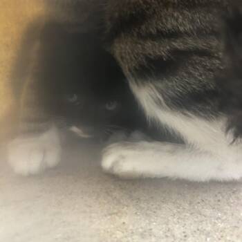 Nimbus -  Domestic Short Hair Cat for Adoption in Philadelphia, Pennsylvania - Nimbus | PetCurious
