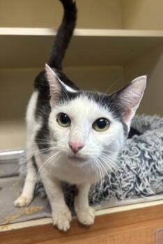 Mozzarella -  Domestic Short Hair Cat for Adoption in Chamblee, Georgia - Mozzarella | PetCurious