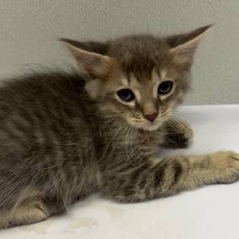 Tommy -  Domestic Long Hair Cat for Adoption in Tampa, Florida - Tommy | PetCurious