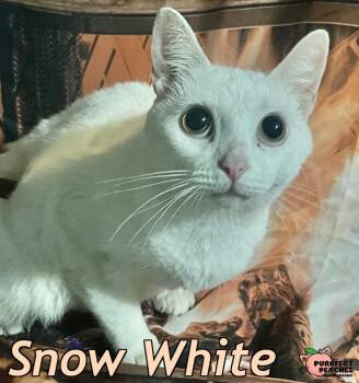 Rescue Domestic Short Hair Cats for Adoption in Douglasville, Georgia - Snow White | PetCurious