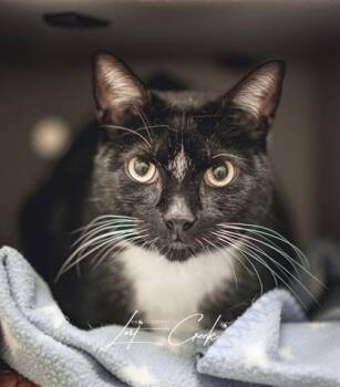 Domestic Short Hair Cats Available for Adoption in Kalispell, Montana - Boots | PetCurious