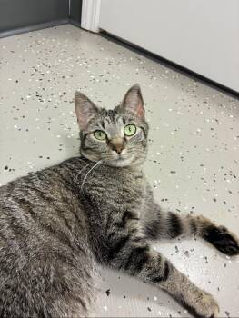 Tiger Cats Available for Adoption in Hornell, New York - Aphrodite | PetCurious