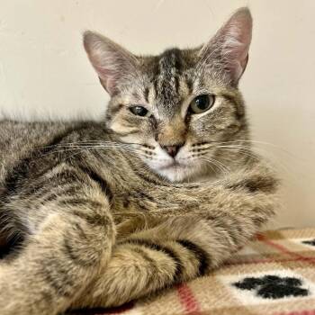 Domestic Short Hair Cats Available for Adoption in Green Bay, Wisconsin - Lola | PetCurious