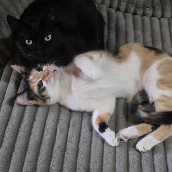 Domestic Short Hair Cats Available for Adoption in Manchester, Connecticut - Freya | PetCurious