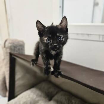 Lavender -  Domestic Short Hair Cat for Adoption in Conway, New Hampshire - Lavender | PetCurious