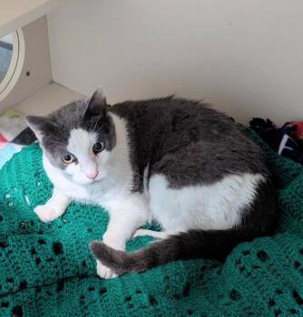 Wilma -  Domestic Short Hair Cat for Adoption in Ocala, Florida - Wilma | PetCurious