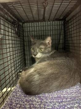 Bugs -  Domestic Short Hair Cat for Adoption in Des Moines, Iowa - Bugs | PetCurious