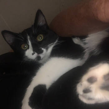 Rescue Domestic Medium Hair Cats for Adoption in Grantsville, Utah - Romeo | PetCurious