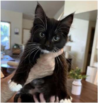 Jayco -  Domestic Long Hair Cat for Adoption in Eugene, Oregon - Jayco | PetCurious