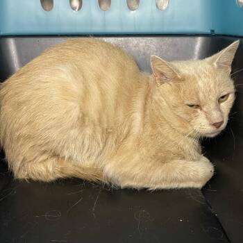 Buffer -  Domestic Short Hair Cat for Adoption in Roanoke, Virginia - Buffer | PetCurious