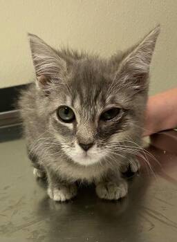 Minnow -  Domestic Short Hair Cat for Adoption in Christiansburg, Virginia - Minnow | PetCurious