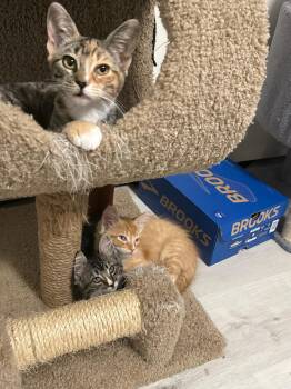 Pippen -  Domestic Short Hair Cat for Adoption in Lincoln, California - Pippen | PetCurious