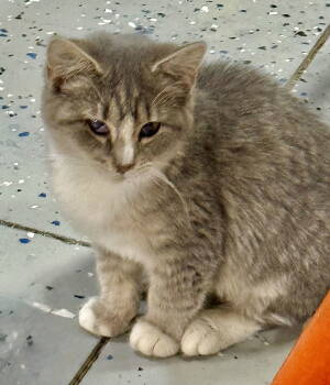 Rescue Domestic Medium Hair Cats for Adoption in Hanover, Pennsylvania - Gracie | PetCurious