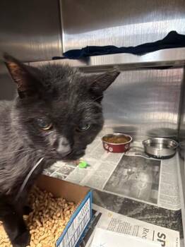 Mort -  Domestic Short Hair Cat for Adoption in Cincinnati, Ohio - Mort | PetCurious