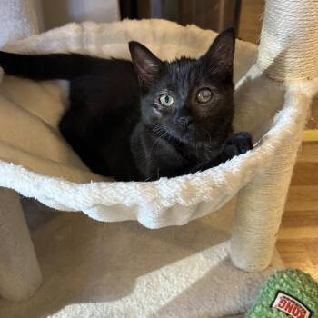 Lexington -  Domestic Short Hair Cat for Adoption in Evanston, Illinois - Lexington | PetCurious