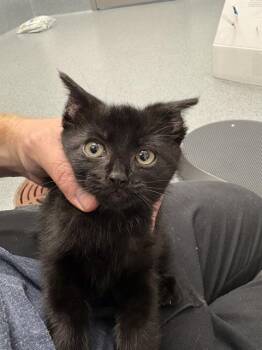 HIPPO -  Domestic Short Hair Cat for Adoption in Indianapolis, Indiana - HIPPO | PetCurious