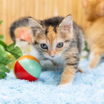 Geesi -  Domestic Short Hair Cat for Adoption in Durham, North Carolina - Geesi | PetCurious
