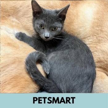 Tammy -  Domestic Medium Hair Cat for Adoption in Lakewood, Colorado - Tammy | PetCurious