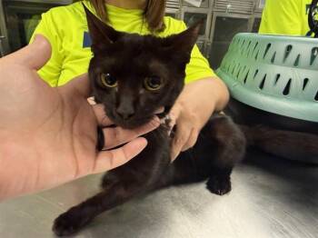 Domestic Short Hair Cats Available for Adoption - FIONA | PetCurious