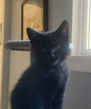 Rescue Domestic Short Hair Cats for Adoption in Bay City, Michigan - Edna | PetCurious