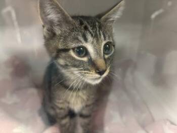 Tilly -  Domestic Short Hair Cat for Adoption in New York, New York - Tilly | PetCurious