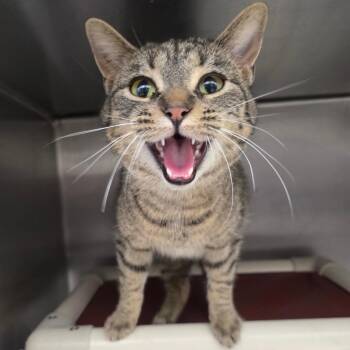 Domestic Short Hair Cats Available for Adoption - Lucky | PetCurious