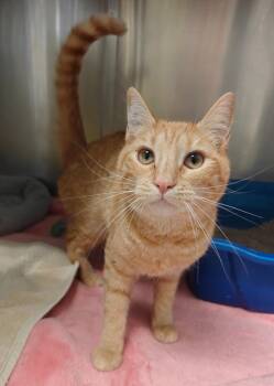 Domestic Short Hair Cats Available for Adoption in Grants Pass, Oregon - Blossom | PetCurious