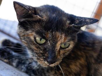 Watcher -  Tortoiseshell and Domestic Short Hair Cat for Adoption in Republic, Washington - Watcher | PetCurious