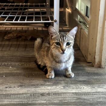 Yen -  Domestic Short Hair Cat for Adoption in Brea, California - Yen | PetCurious