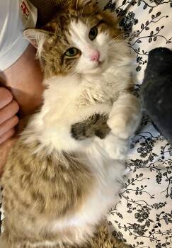 Kisses -  Domestic Long Hair Cat for Adoption - Kisses | PetCurious