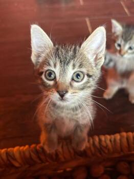 Baby -  Tabby Cat for Adoption in San Antonio, Texas - Baby | PetCurious