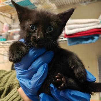 Polo -  Domestic Short Hair Cat for Adoption in Pasadena, California - Polo | PetCurious