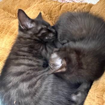 Peep 2 -  Domestic Short Hair Cat for Adoption in Cumming, Georgia - Peep 2 | PetCurious