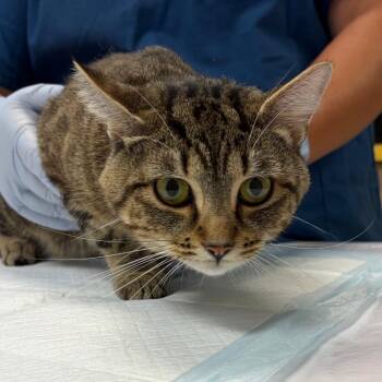 Max -  Domestic Short Hair Cat for Adoption in Nashville, Tennessee - Max | PetCurious