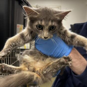 72523 -  Domestic Long Hair Cat for Adoption in Harrisonburg, Virginia - 72523 | PetCurious