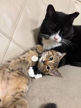 Wiggle -  Domestic Short Hair Cat for Adoption in Arthur, Ontario - Wiggle | PetCurious