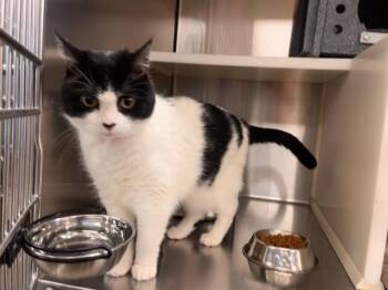 LOVE BUG -  Domestic Long Hair Cat for Adoption in Colorado Springs, Colorado - LOVE BUG | PetCurious