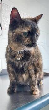 MITSY -  Domestic Medium Hair Cat for Adoption in Corpus Christi, Texas - MITSY | PetCurious
