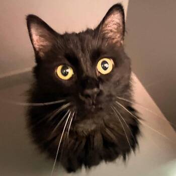 Hex -  Domestic Long Hair Cat for Adoption in Lenexa, Kansas - Hex | PetCurious
