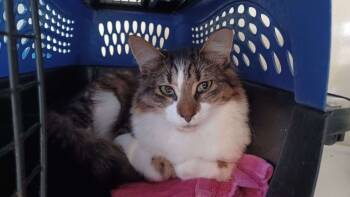 Rescue Domestic Medium Hair Cats for Adoption in Ferndale, Michigan - Lizzie | PetCurious