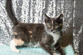 Jade -  Domestic Short Hair Cat for Adoption in Yakima, Washington - Jade | PetCurious