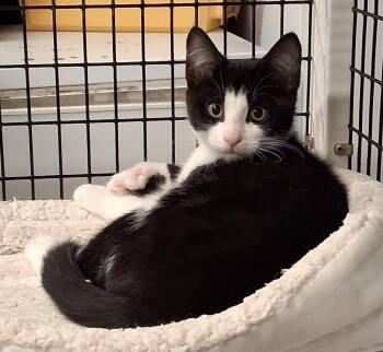 Jasper and Robbie -  Extra Toes Cat Hemingway Polydactyl and Tuxedo Cat for Adoption in Centreville, Virginia - Jasper And Robbie | PetCurious