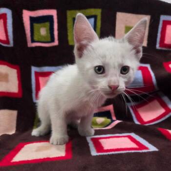 Domestic Short Hair Cats Available for Adoption in Brea, California - Hawkeye | PetCurious