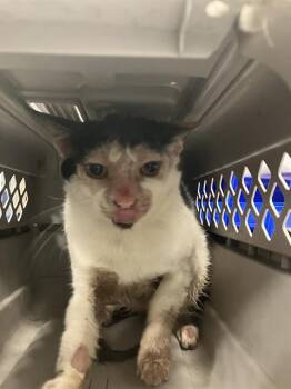 DREW -  Domestic Short Hair Cat for Adoption in Dallas, Texas - DREW | PetCurious